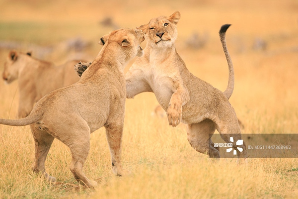 博茨瓦纳：幼狮腾空热情拥抱小伙伴 幸福满满溢于言表.jpg