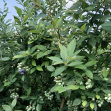 浙江蓝莓产业成为“致富金果”