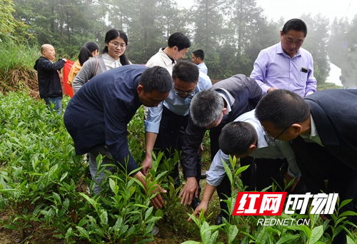 邵阳隆回吉山村：高山云雾茶“长”出脱贫新希望