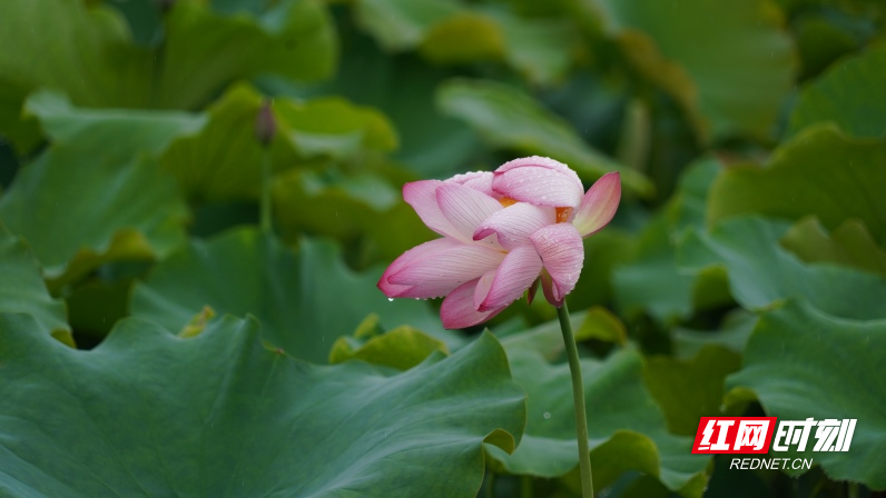 DSC01807.jpg DSC01807.jpg