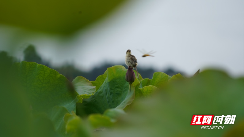 DSC02247.jpg DSC02247.jpg