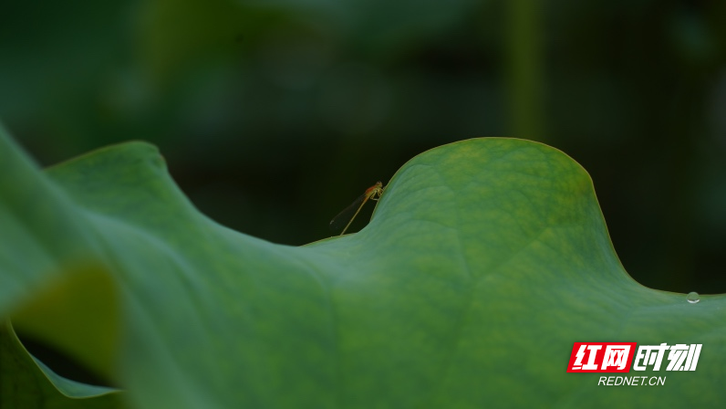 DSC01747.jpg DSC01747.jpg