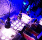 毒贩在房间种满大麻被抓 现场景象奇特如“热带雨林”