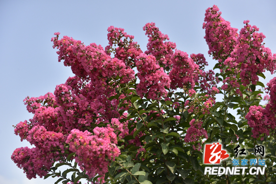 【六城同创·绿色张家界】紫薇花开 让张家界市城区添“色”（图）
