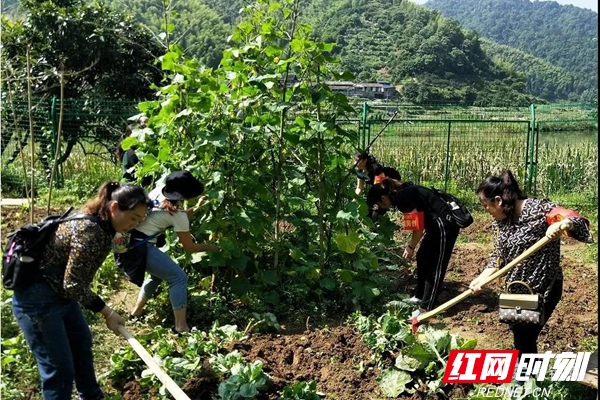 整治违规种菜、违章搭建棚亭 保护河道绥宁在行动