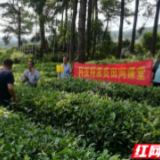 古丈:科技人才传经送宝 助力生态有机茶园建设