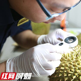 湖南首批直接进口水果运抵长沙机场