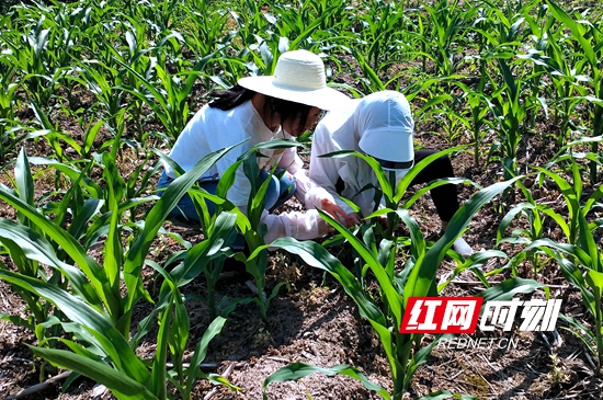 武陵源区多措并举遏制“幺蛾子” 防治面积1000亩