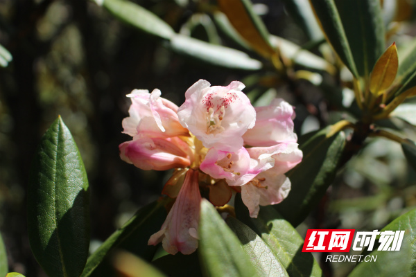 2019全国网络媒体迪庆行|白马雪山保护区:寒温带上的高山动植物王国