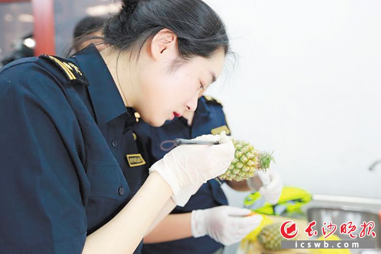 　　昨日，黄花机场海关关员正在对来自泰国的湖南首批直接进口水果进行查验。长沙晚报通讯员 林俊 摄