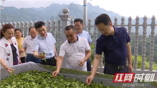 刘卫兵: 打响桑植白茶品牌 壮大桑植白茶产业