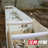 资阳:改善洞庭湖水域生态环境 835万尾鱼苗入资江