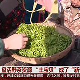 新化：盘活野茶资源 “土宝贝”成了“新奇狠货”