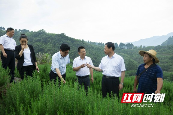 湘西州委书记叶红专来到泸溪县武溪镇黑塘村,浦市镇麻溪口村,洗溪镇