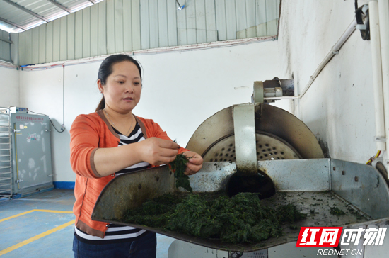 【劳动伟大、工匠光荣】苏春华和她的爱尚园茶业