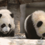 滚滚滚滚滚滚滚滚，你的小可爱来啦！