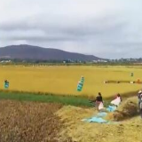 湖南卫视丨湖南农技专家为非洲培育高产杂交水稻