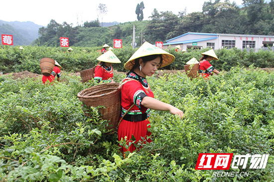 6月10日，永定区委书记祝云武将在央视畅谈永定文旅经济发展