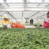 农业农村部：全国麦收进度过半 主产区机收率超98%