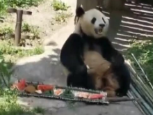 看国宝大熊猫的端午节大餐