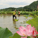 宁远：农旅结合 种植荷花助增收