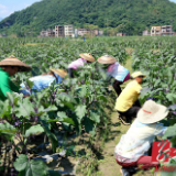 宁远“党建+”助力产业兴村