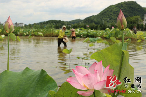 农旅结合 种植荷花助增收500 拷贝.jpg