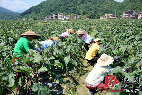 “党建+”助力产业兴村500.jpg