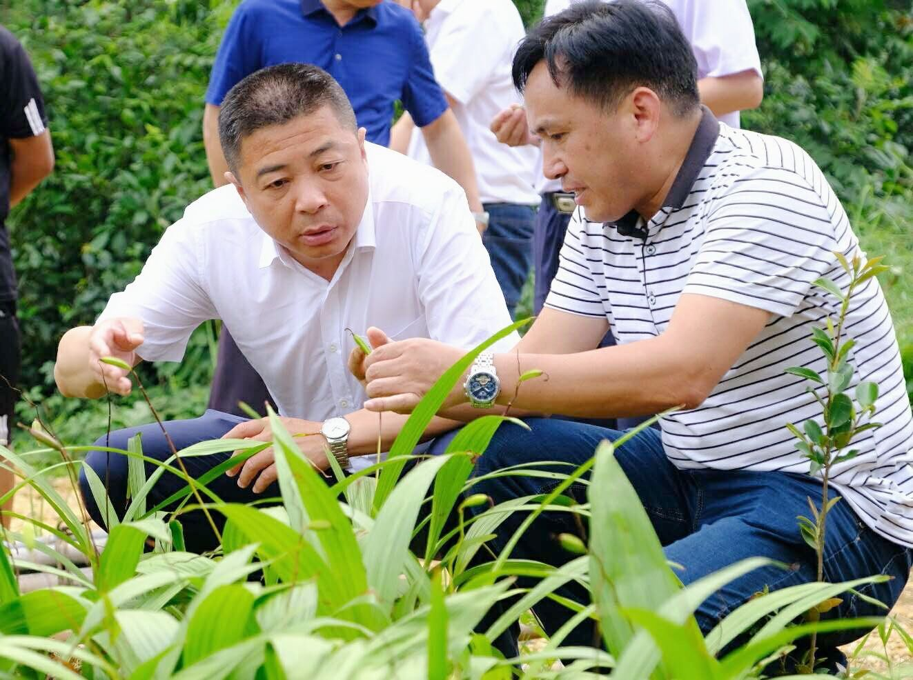 朱平波调度农业产业项目建设