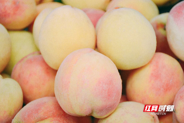 桃子皮色绯红、颜如胭脂，咬一口脆爽细腻、汁水满溢、齿颊留香。