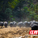 真情脱贫帮扶 安化养猪户脱贫不忘富乡民