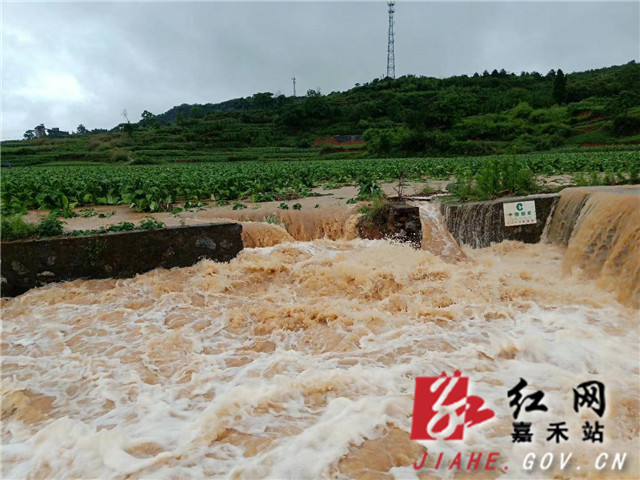 图为贫困户烟叶被淹.JPG..jpg