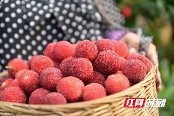 道县：杨梅熟 果农富
