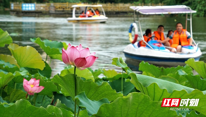西安莲湖公园划船图片