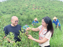 浏阳：健康茶油是怎样“炼”成的