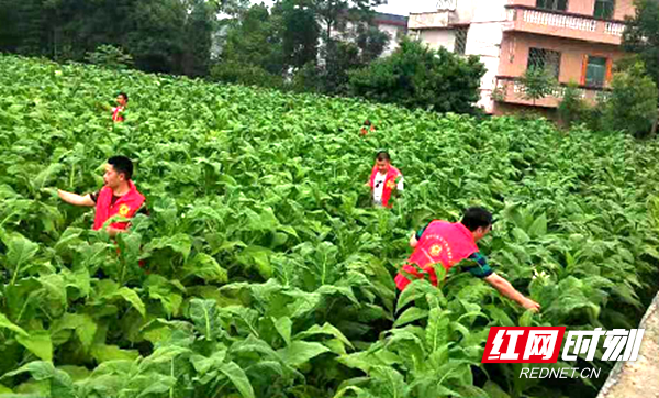 隆回桃花坪：红马甲来了  烟农笑了