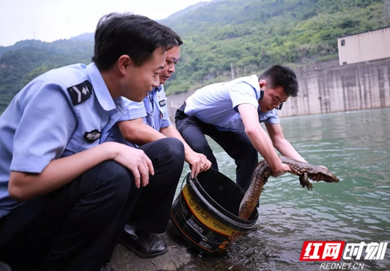 【警视窗】慈利一男子河边钓上娃娃鱼后……