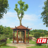 多图 | 资阳区八一村：建好美丽乡村 激活“美丽经济”