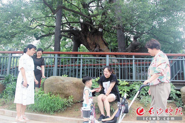 　　400岁的老樟树亭亭如盖，被称为雨花区“树王”。 长沙晚报通讯员 刘漫 摄