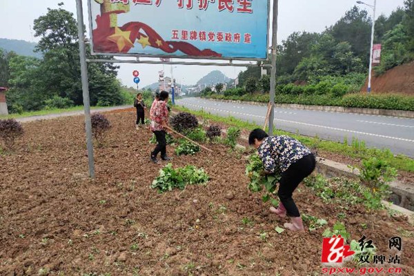 马路边上种植紫薯苗.jpg