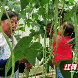 政府帮忙牵线 农户万斤滞销蔬菜找到“出路”