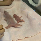 萌！全球最小熊猫幼仔诞生 不足一颗鸡蛋重量
