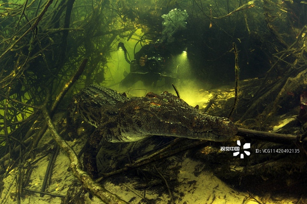 在奥卡万戈河深处拍摄尼罗河鳄鱼.jpg