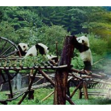 驴友穿越四川卧龙保护区1人遇难:涉嫌非法穿越