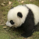 全球最小大熊猫幼仔在成都平安出生 初生体重仅42.8g