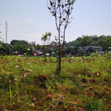 复绿工作不停歇 昔日“垃圾站”变花海