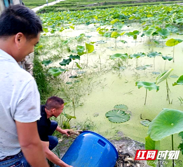 城步畜牧局突出产业特色抓蓬瀛稻鱼养殖