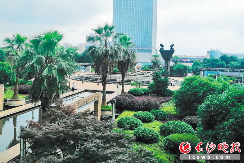 融程花园酒店前坪的花园广场重新开放后,吸引不少市民前来休闲。长沙晚报全媒体记者 胡媛媛 摄