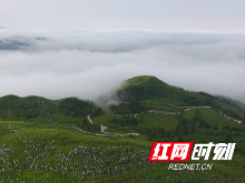 助力第一届中国-非洲经贸博览会 湖南云台山茶旅集团向世界推荐安化黑茶