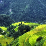 凤凰：全面打响“虫口夺粮”战役